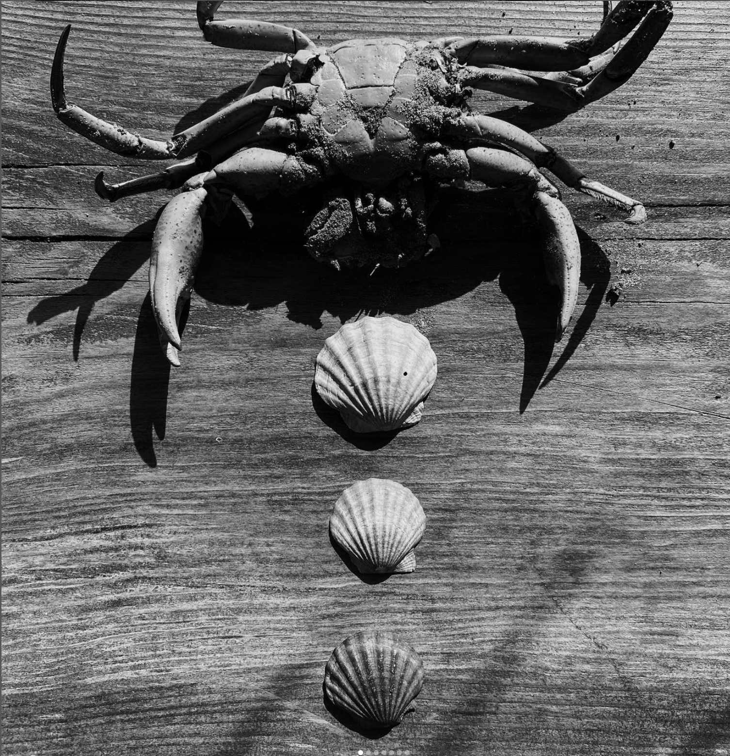 Crab and three shells arranged in a vertical line on weathered wood