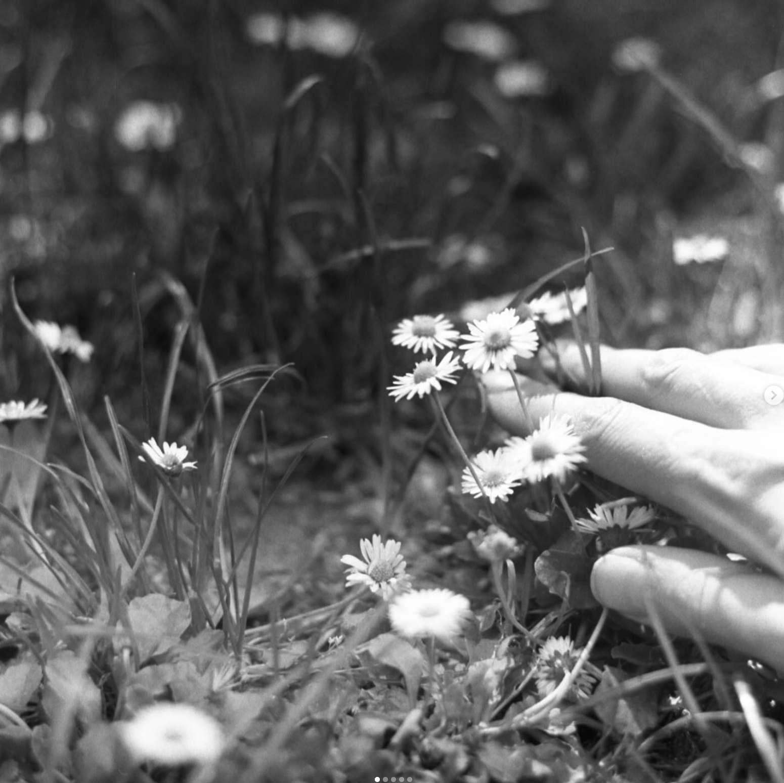 Black-and-white hand reaching through grass toward small daisies